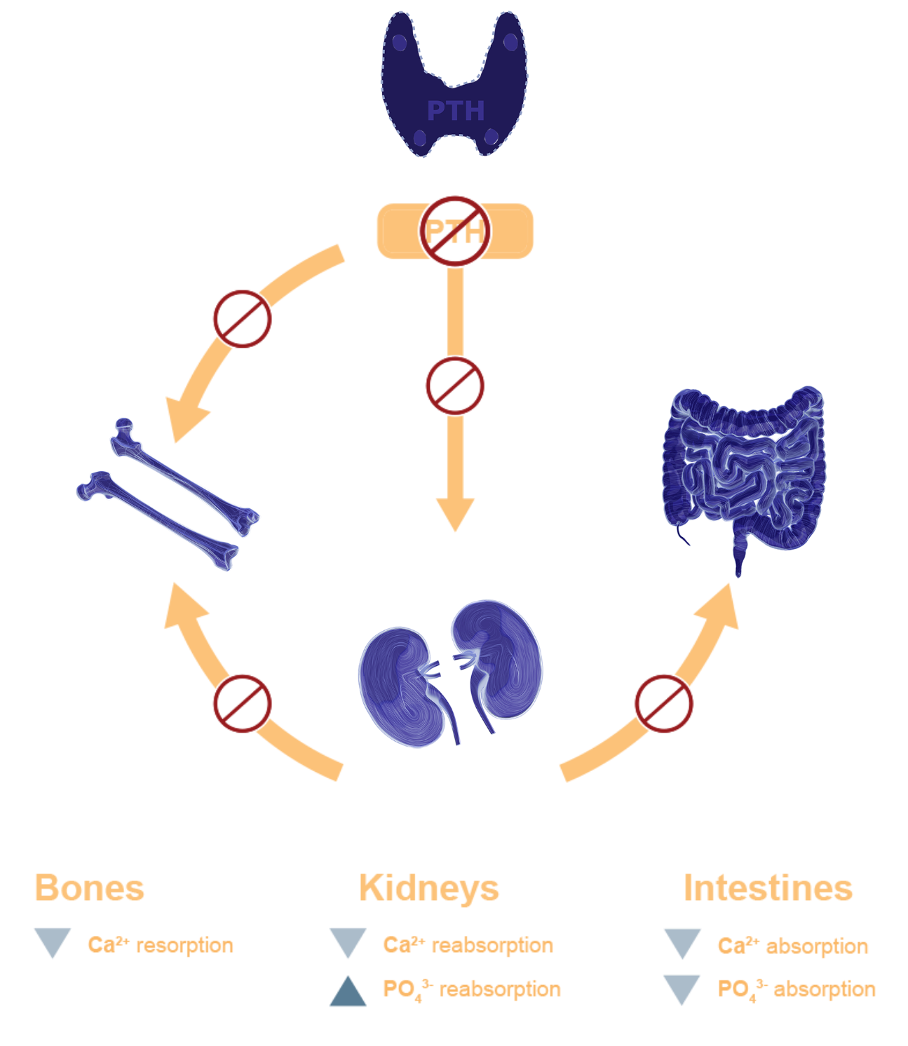 The Pathophysiology of Hypoparathyroidism